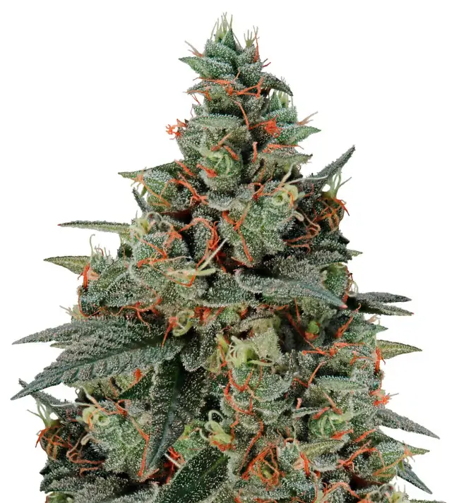 Banana Auto – Dutch Genetics Banana Auto – Dutch Genetics