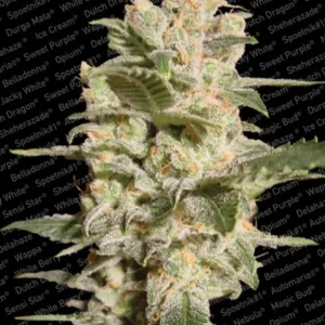 Belladonna – Paradise Seeds