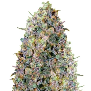 Big Bud – Dutch Genetics