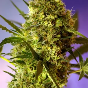 Big Devil 2 Auto – Sweet Seeds