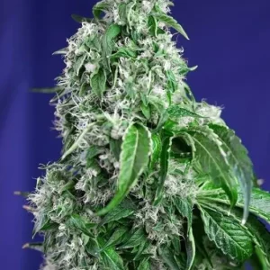 Big Devil F1 Fast Version – Sweet Seeds