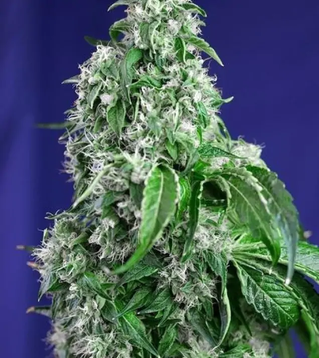 Big Devil F1 Fast Version – Sweet Seeds Big Devil F1 Fast Version – Sweet Seeds