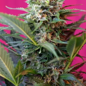 Big Devil XL Auto – Sweet Seeds