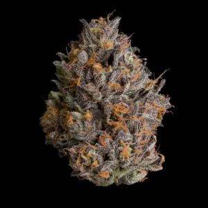Black Bow – Wizard Trees