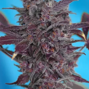 Black Cream Auto – Sweet Seeds