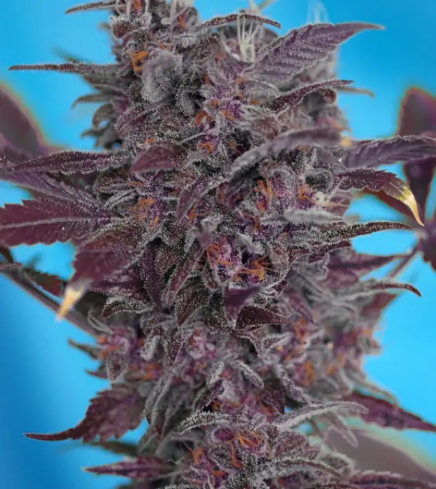Black Cream Auto – Sweet Seeds Black Cream Auto – Sweet Seeds