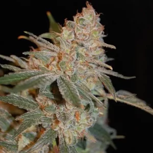 Black Diesel – Advanced Seeds