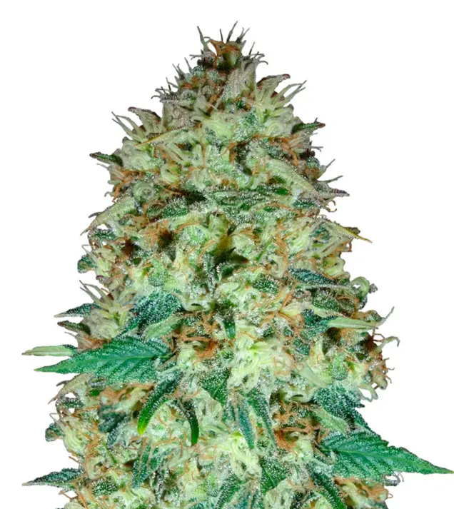 Black Domina – Dutch Genetics Black Domina – Dutch Genetics