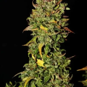 Black Jack Auto – Sweet Seeds