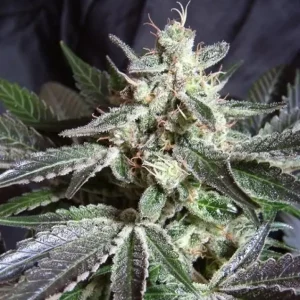 Black Jack F1 Fast Version – Sweet Seeds