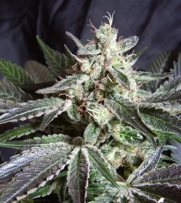 Black Jack F1 Fast Version – Sweet Seeds Black Jack F1 Fast Version – Sweet Seeds