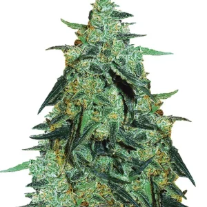 Blackberry Gum Auto – Dutch Genetics