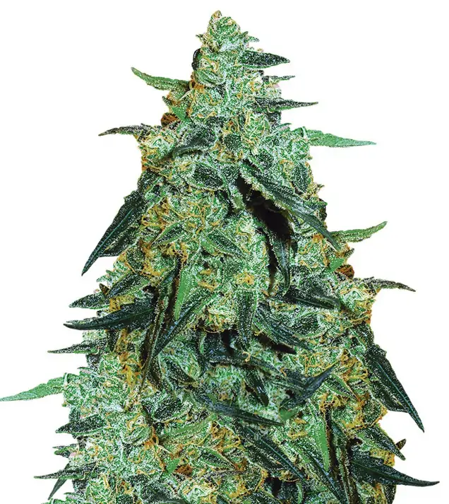 Blackberry Gum Auto – Dutch Genetics Blackberry Gum Auto – Dutch Genetics
