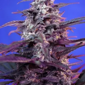 Bloody Skunk Auto – Sweet Seeds