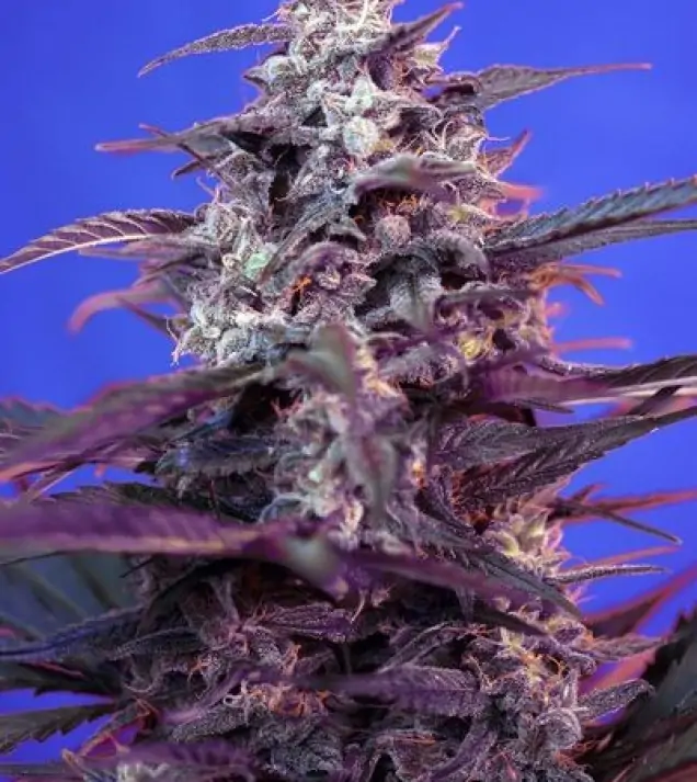 Bloody Skunk Auto – Sweet Seeds Bloody Skunk Auto – Sweet Seeds