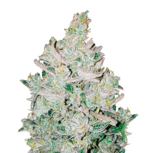 Blue Cheese Auto – Dutch Genetics