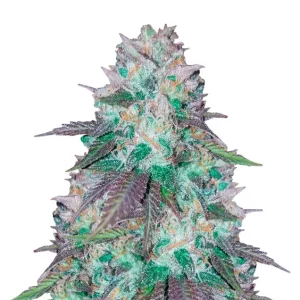 Blue Dream – Dutch Genetics