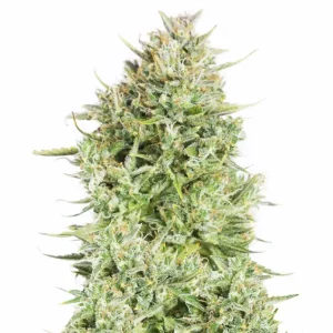 Blue Kush Auto – Dutch Genetics