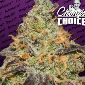 Blue Kush Berry – Paradise Seeds