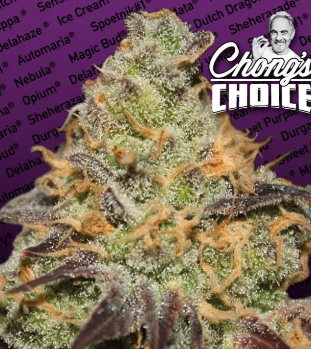 Blue Kush Berry – Paradise Seeds Blue Kush Berry – Paradise Seeds