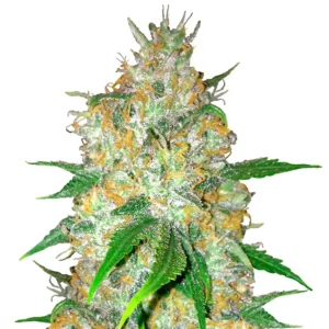 Blue Widow – Dutch Genetics
