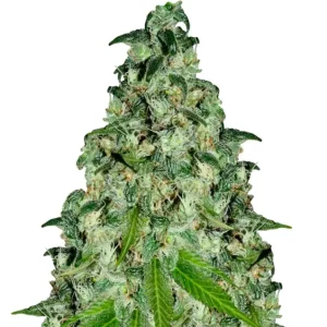 Blueberry – Dutch Genetics
