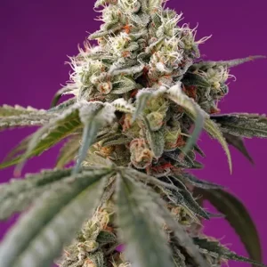Bruce Banner Auto – Sweet Seeds