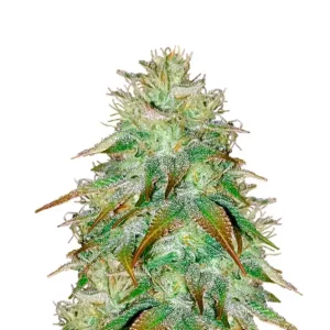 Bruce Banner Auto – Dutch Genetics