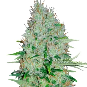 Bruce Banner Fast – Dutch Genetics