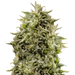 Bubba Kush – Dutch Genetics