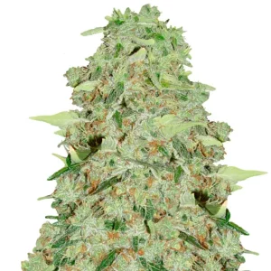 Bubble Gum – Dutch Genetics