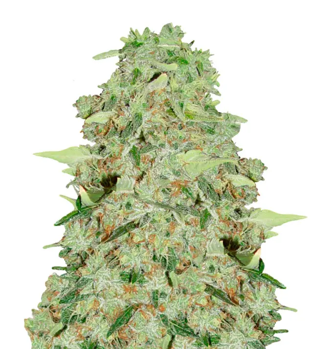 Bubble Gum – Dutch Genetics Bubble Gum – Dutch Genetics
