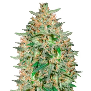 Bubble Kush Auto – Dutch Genetics