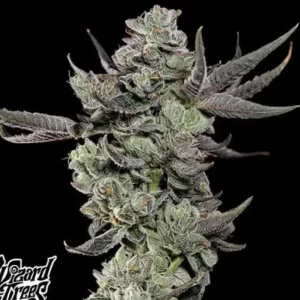 Cali Tings – Wizard Trees