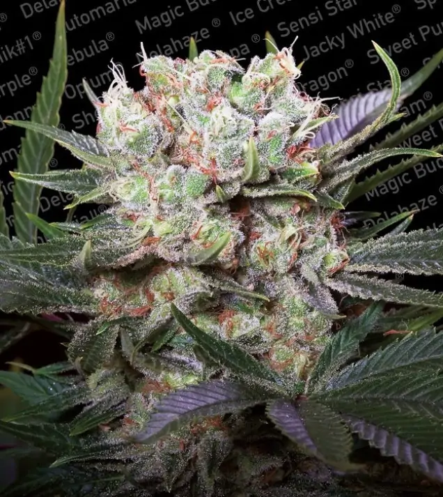 Californian Gold – Paradise Seeds Californian Gold – Paradise Seeds