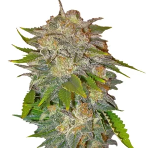 Caramel – Dutch Genetics
