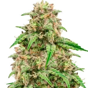 Cheese – Dutch Genetics