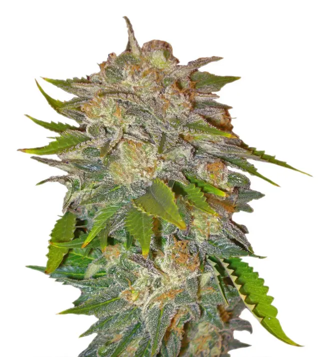 Caramel – Dutch Genetics Caramel – Dutch Genetics