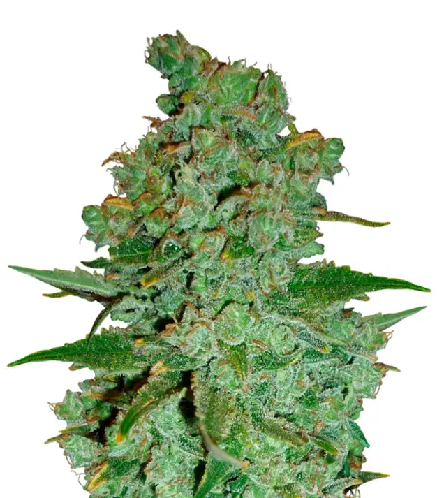 Cheese – Dutch Genetics Cheese – Dutch Genetics