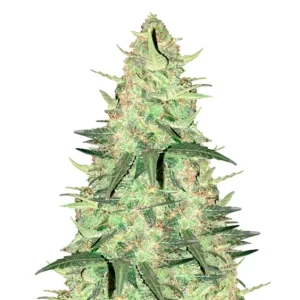 Chemdawg – Dutch Genetics