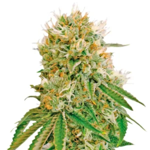 Cherry Pie – Dutch Genetics
