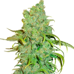 Chocolope – Dutch Genetics