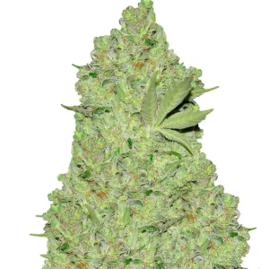 Chronic – Dutch Genetics