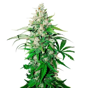 Cinderella 99 – Dutch Genetics