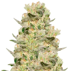 Cinderella 99 Auto – Dutch Genetics