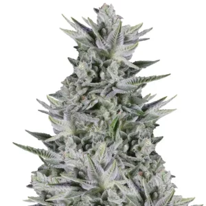 Cookies Auto – Dutch Genetics