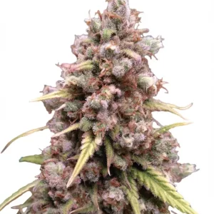 Cream Candy Fast – Dutch Genetics