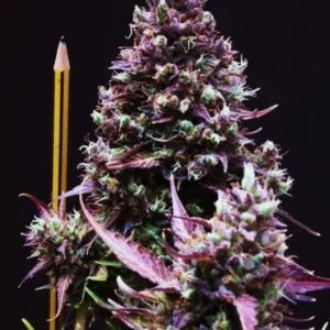 Cream Caramel Auto – Sweet Seeds