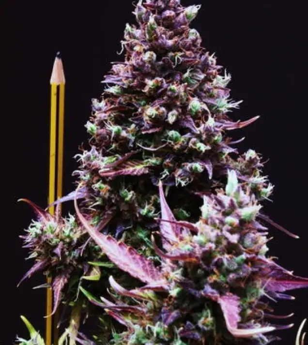 Cream Caramel Auto – Sweet Seeds Cream Caramel Auto – Sweet Seeds
