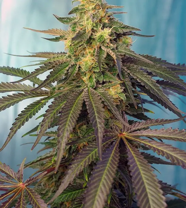 Cream Caramel CBD – Sweet Seeds Cream Caramel CBD – Sweet Seeds